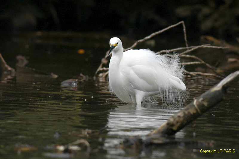 Egretta thula